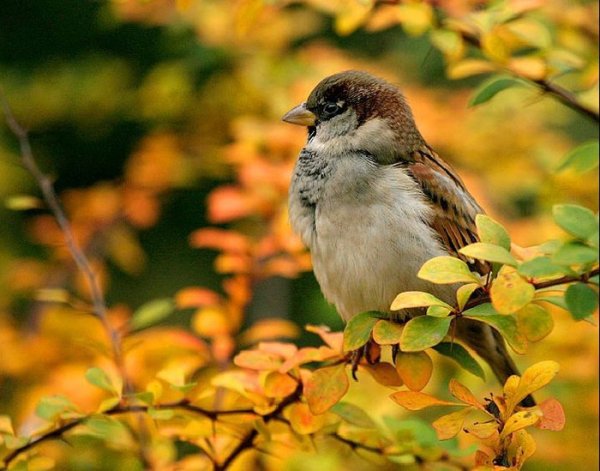 Осеннего настроения в любую погоду