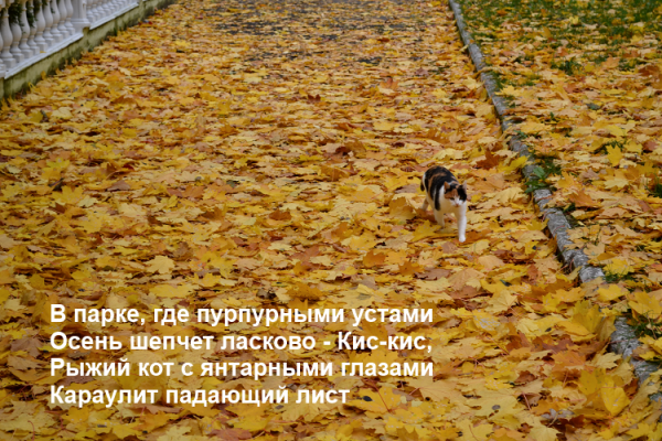 Приколы про осень