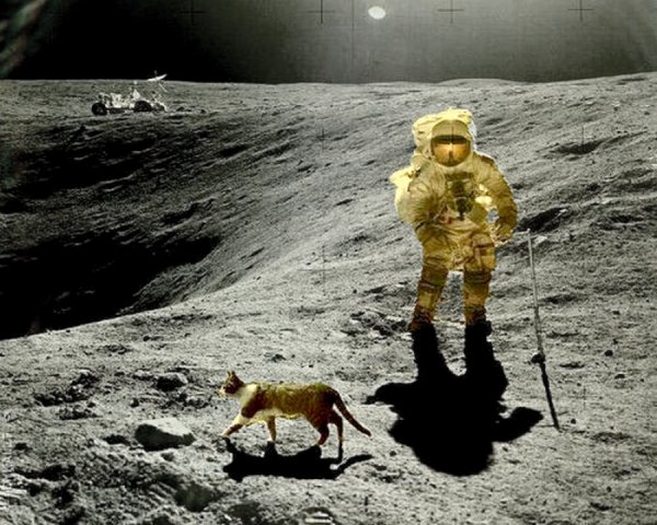 Американцы на Луне кошка