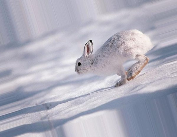 Заяц Беляк бежит