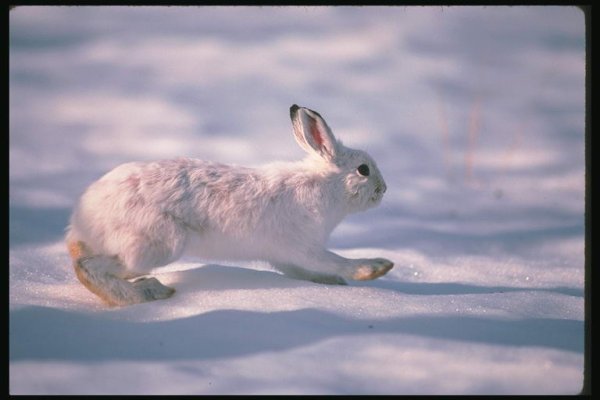 Заяц Беляк Северная пищуха