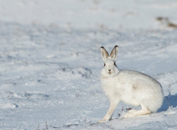 Зимний заяц Беляк