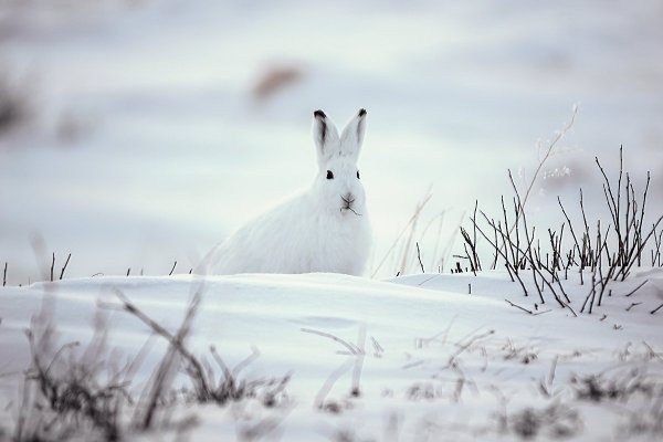 Маскировка зайца беляка