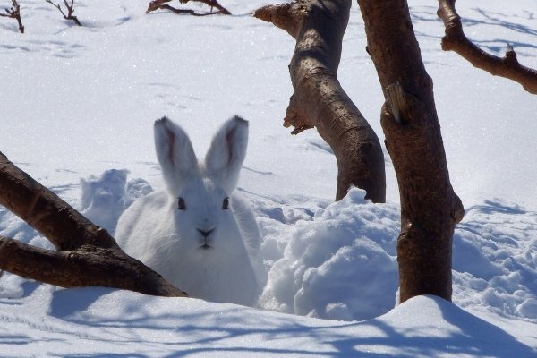 Заяц Беляк Нора
