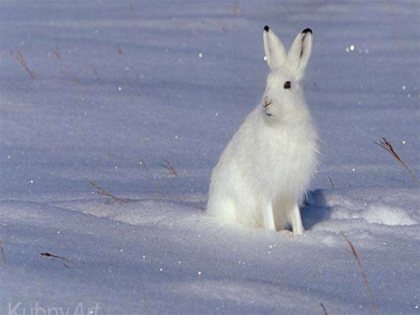 Заяц Беляк Лапландский заповедник