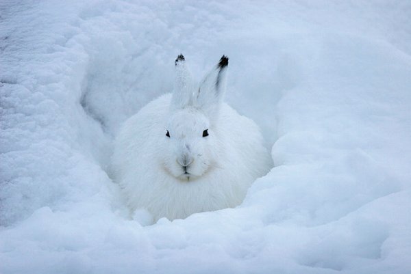 Заяц-Беляк Нора снег