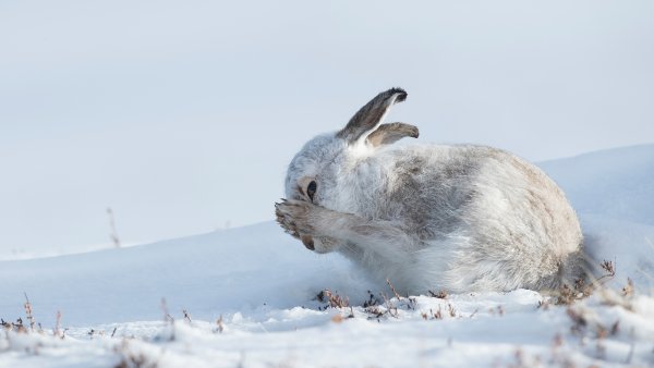 Заяц Беляк