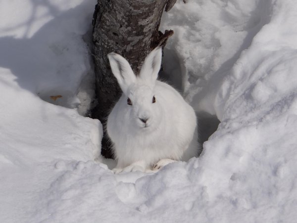 Заяц Беляк