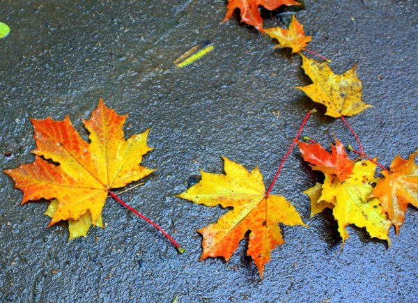 Осенние листья листопад