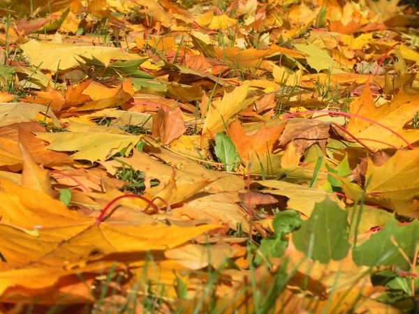 Листья на земле