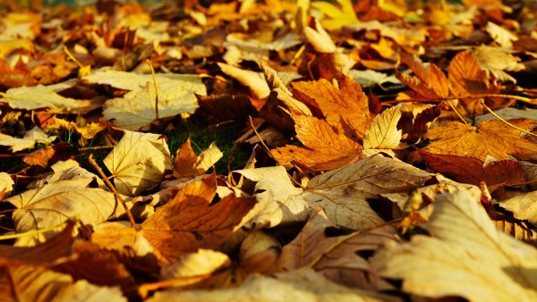 Листья поздней осенью