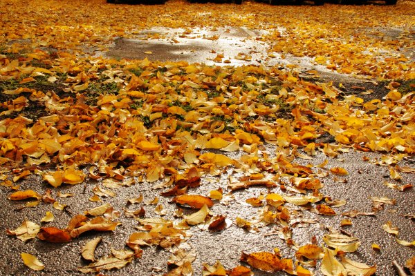 Осенние листья на асфальте
