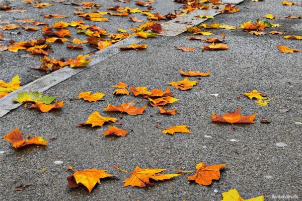 Кленовый лист на асфальте