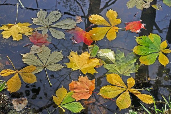 Листья в воде осень