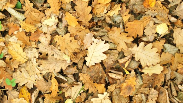 Опавшие осенние листья