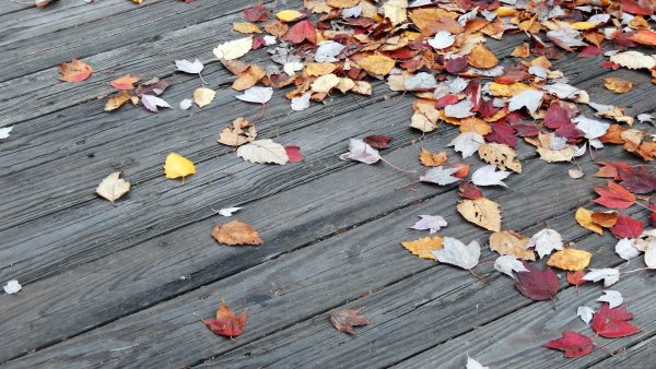 Осенние листья на асфальте