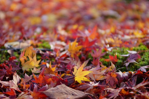 Куча листьев