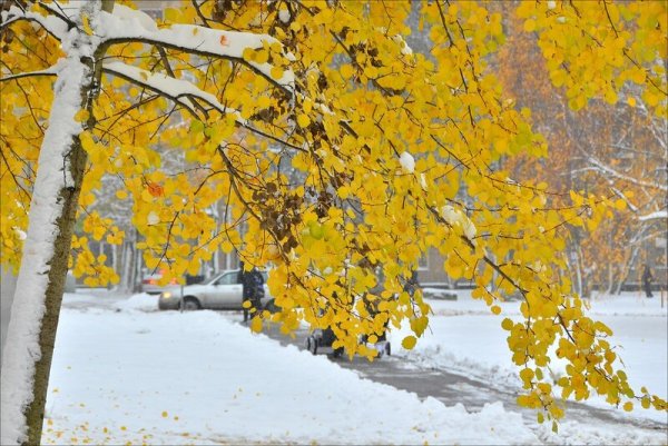 Первый снег Брюсова