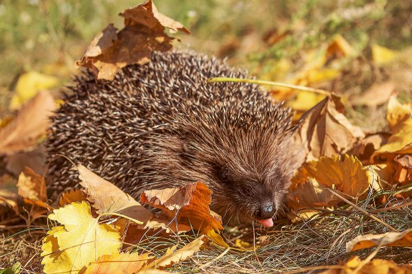 Ежик в лесу