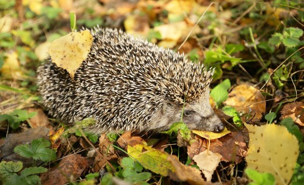 Еж в листьях