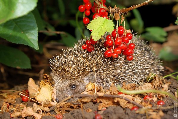 Ежик с грибами и ягодами
