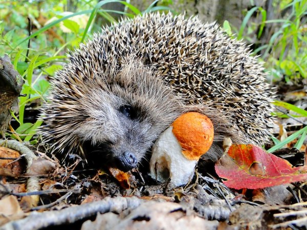 Ежик осенью