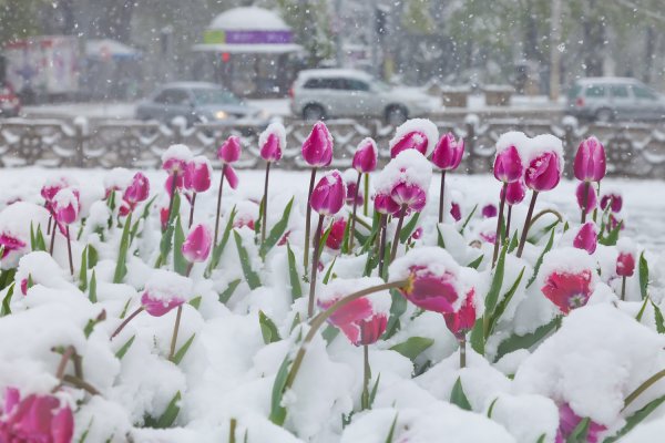 Цветы в снегу