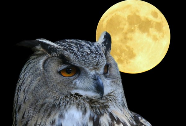 Филин ночью
