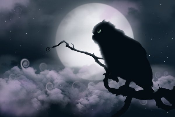 Сова на фоне Луны