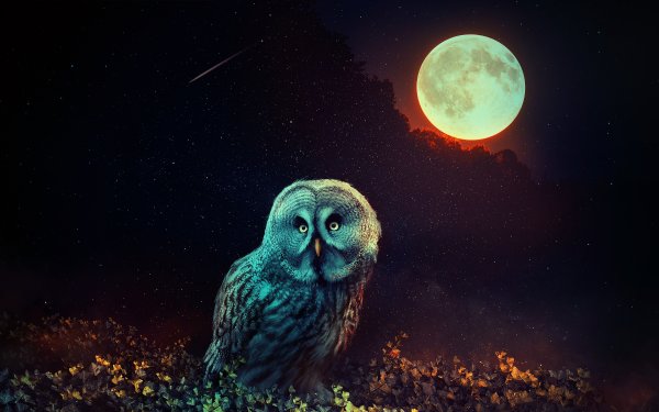 Ночная Сова.(Night Owl).1993