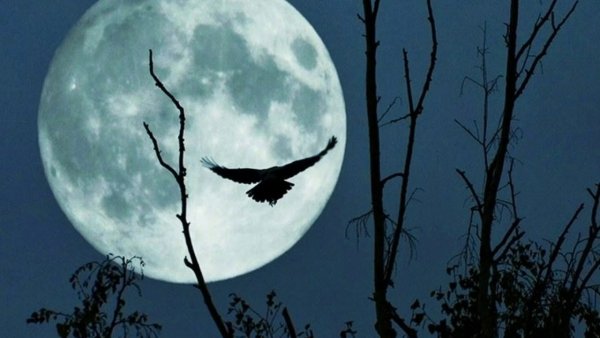 Сова и полнолуние
