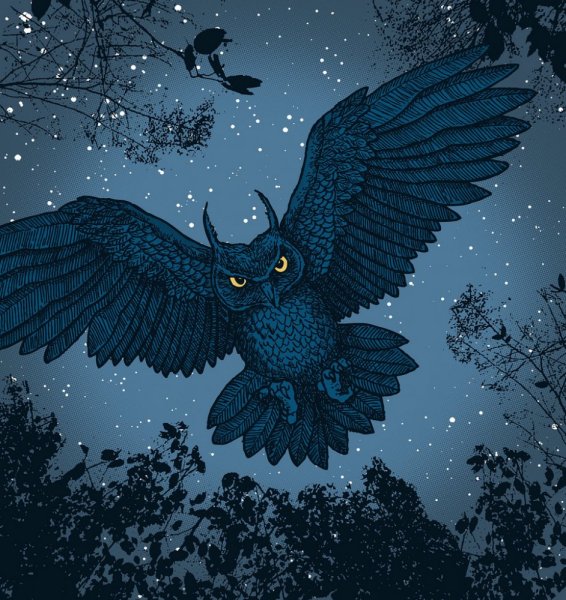 Сова на фоне ночного неба