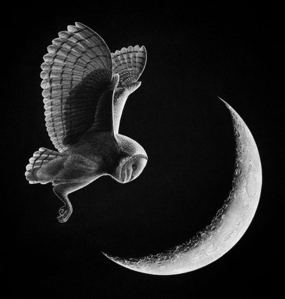 Сипуха и Луна