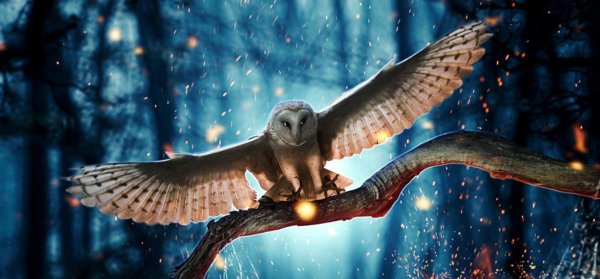 Ночные птицы