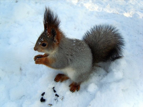 Белка серая зимой