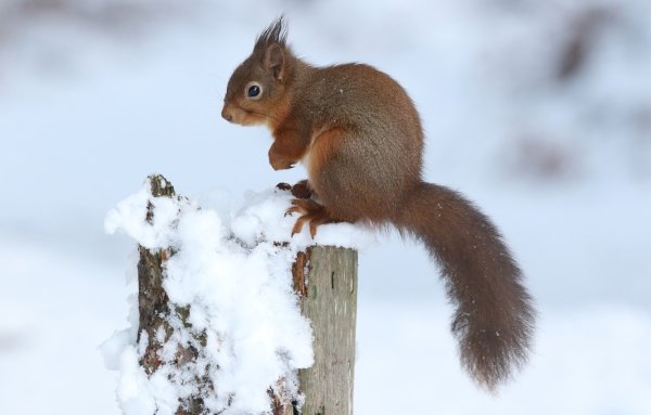 Звери в лесу