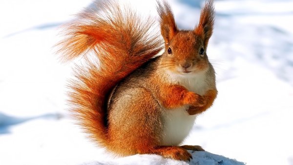 Удачной среды снежной с белочками