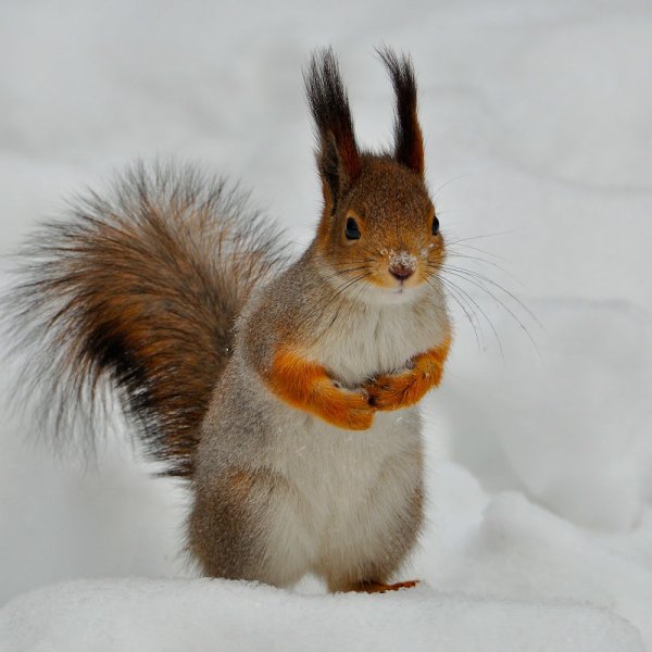 Белка зимой