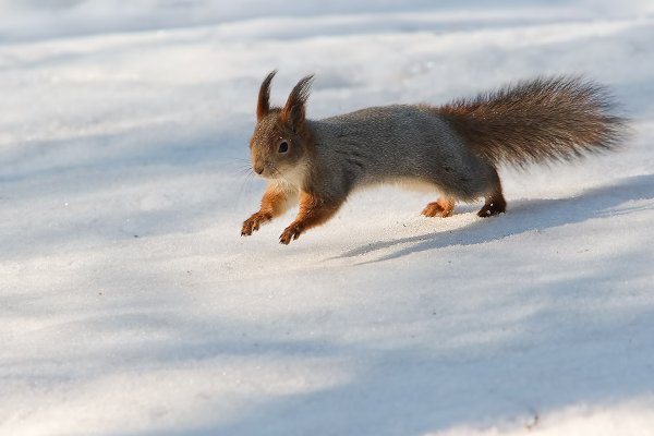 Белка зимой для детей