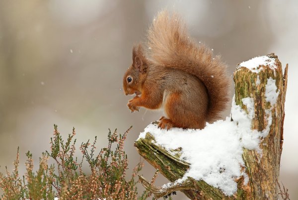 Белка зимой