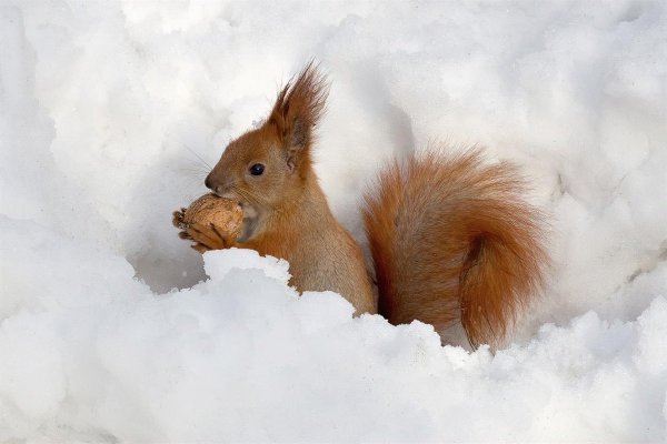 Зимние запасы белки