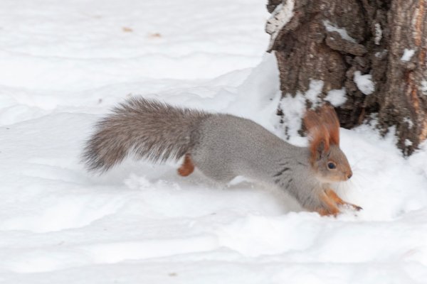 Сибирская белка зимой