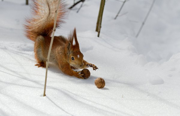 Белка ищет орехи в снегу