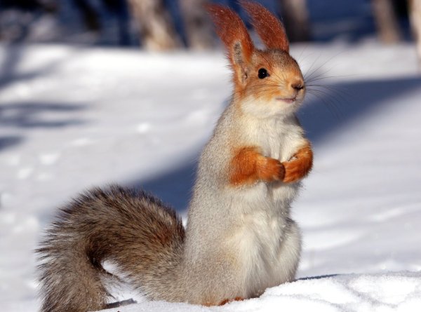 Зимняя белка