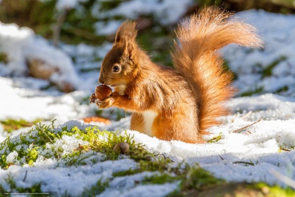 Белка зимой