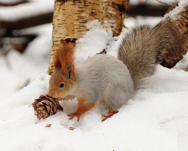 Белка в зимнем лесу