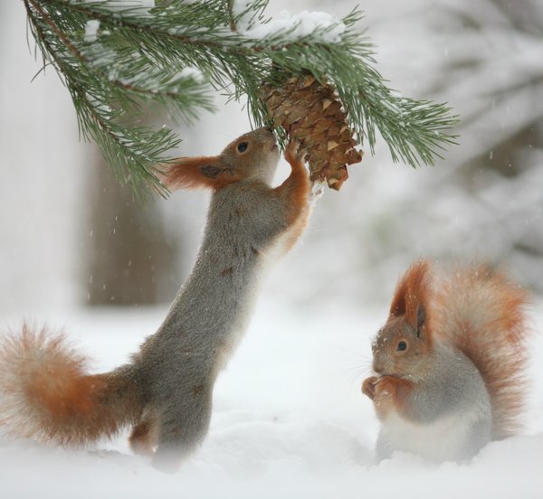 Вадим Трунов белки и Снеговик