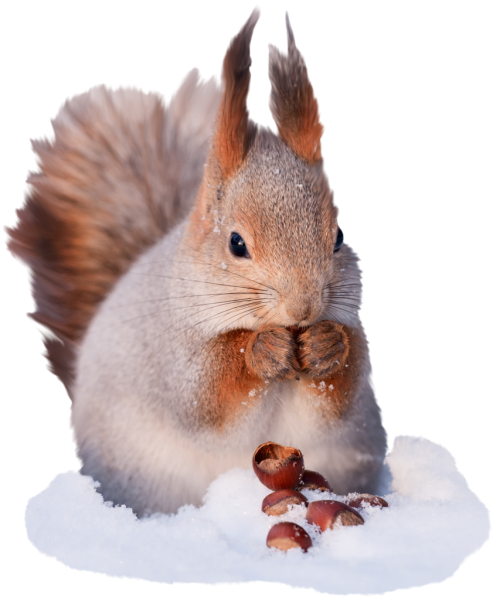 Белка на белом фоне