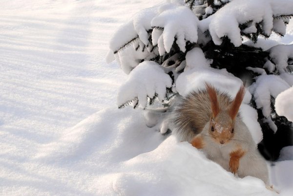 Заяц зимой в лесу