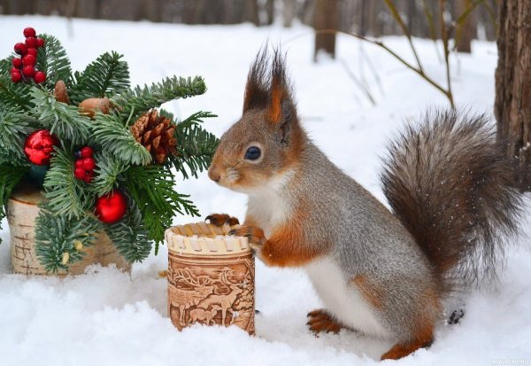 Новогодние белки
